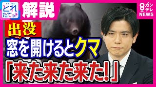 クマと遭遇…背を向けて逃げるのは「絶対NG」　町に出たクマが好む意外なにおいは「ぬか漬け」　関西でも住宅街で目撃「どこで遭遇してもおかしくない」｜旬感LIVE とれたてっ!〈カンテレNEWS〉