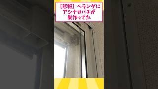 【悲報】ベランダにアシナガバチが巣作ってたから戦うｗｗｗｗｗｗ【ゆっくり解説】 #ゆっくり2ch #ゆっくり解説 #2ちゃんねる面白いスレ