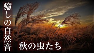 【癒しの自然音】秋の虫の声（鈴虫、マツムシ、コオロギ）リラックスする1時間（睡眠用BGM・作業用BGM・勉強用・ASMR・イヤホン推奨）　Japanese healing sound