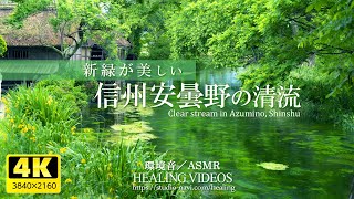 【環境音・ASMR】信州安曇野の清流/川のせせらぎ音と鳥のさえずり4時間(癒し)疲れた心身の回復・リラックス効果・勉強中や作業用、目覚めの朝に、または眠れない夜にもどうぞ。(途中広告は入れていません)