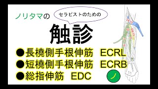 長橈側手根伸筋(ECRL)、短橈側手根伸筋(ECRB)、総指伸筋(EDC)の解剖学的特徴と触診動画