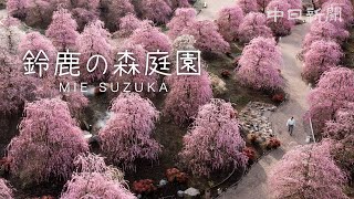 【4K】SUZUKA FOREST GARDEN　Spring in full bloom, Weeping plums are at their peak