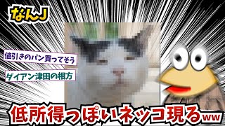 【悲報】 なんJに低所得っぽいネッコ現るww【2ch面白いスレ】