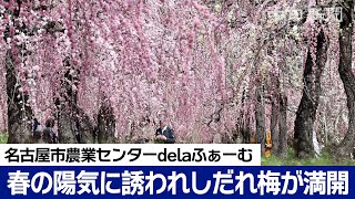 甘い香り　しだれ梅が満開　名古屋市農業センターdelaふぁーむ