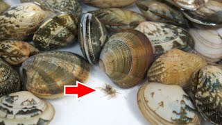 スーパーの瀕死のアサリから出てきたカニをペットにする