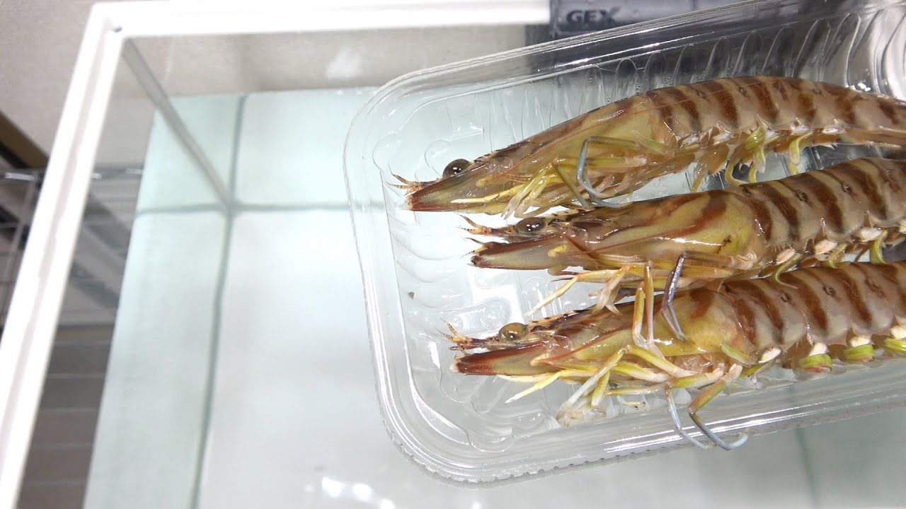 サムネ