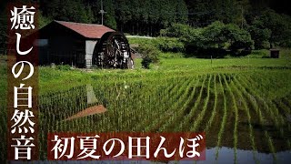 【癒しの自然音】初夏の田んぼ　カエルの鳴き声と川のせせらぎでリラックスする１時間【作業用BGM、睡眠用、ASMR風】　Japanese healing sound