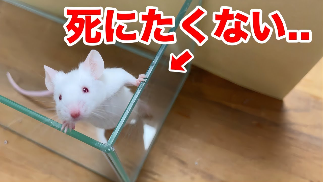 サムネ