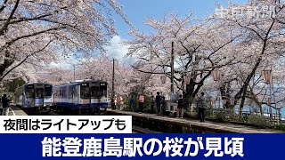のと鉄道 能登鹿島駅で桜が見頃