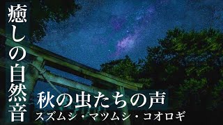 脳疲労回復　心を落ち着かせる秋の虫の鳴き声　松虫、鈴虫等