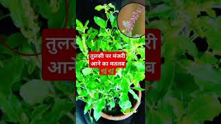 तुलसी पर मंजरी आने का मतलब🌿🌿 #myrahvoice #tulsi