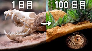 100日間のアフリカの砂漠をシミュレーションする