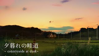 [環境音/ASMR]夕暮れの畦道/用水路の音,ひぐらしの声、クビキリギリス/6時間/@SoundForest-main