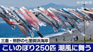 潮風に舞う250匹の鯉のぼり　三重県熊野市の七里御浜海岸