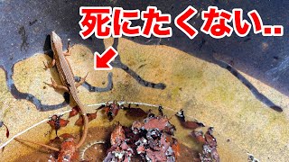 壺に落ちて冷たくなった瀕死のトカゲを暖めると...！！