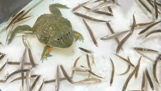 大量の魚群にカエルを投入したら食欲爆発