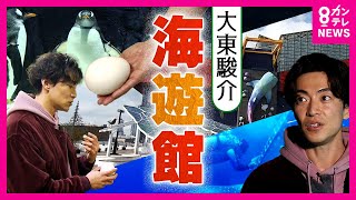 『海遊館』の裏側「ペンギン」の卵は2度すり替え「ジンベエザメ」は採血で健康チェック｜大東駿介の発見！てくてく学〈カンテレNEWS〉