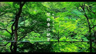 【絶景ランキング】絶対に見るべき「関西春の絶景１０選」穴場あり