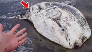 江ノ島に打ち上がった巨大マンボウから巨大寄生生物が！？