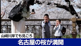 名古屋で桜満開、山崎川のソメイヨシノ600本も見頃