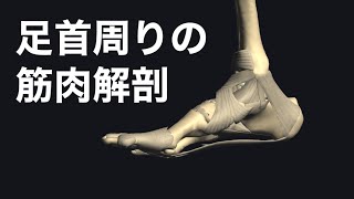 足首の周り、踵の周りの解剖学を理解して運動やヨガに応用しましょう
