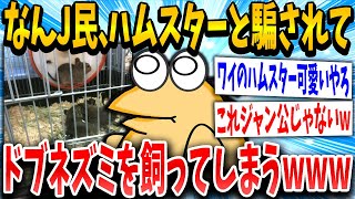 【2ch面白いスレ】なんJ民、ペットショップでハムスターと騙されてドブネズミを購入してしまうｗｗｗｗ【ゆっくり解説】