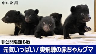 【非公開場面たくさん】抱っこしに来て！ 生後2、3カ月のツキノワグマ赤ちゃんすくすく　 奥飛騨クマ牧場　今年は10頭が誕生　飛騨高山