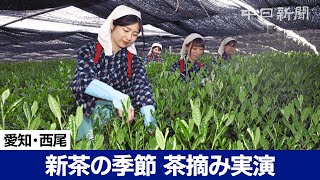 新茶の季節到来　愛知県西尾市で恒例の八十八夜行事