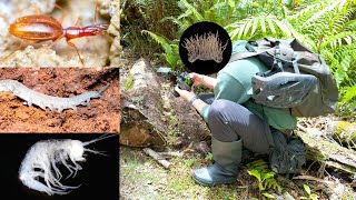 ニュージーランドの激レア生物を発見する大冒険