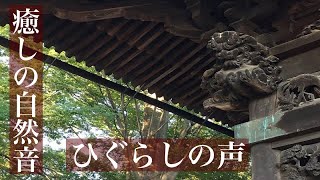 ひぐらしの鳴き声【作業用BGM】