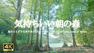 水辺の森に響く鳥のさえずりと鈴虫の音:活力向上、制作活動時などにご活用ください【自然音,ASMR,立体音響,4K,relaxing nature sounds】