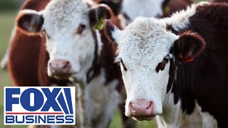 'CANNOT HAPPEN AGAIN': Trump admin takes drastic step to protect cattle industry