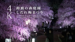 【4K】SUZUKA FOREST GARDEN　Weeping plum blossoms are at their peak