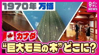 『万博レガシー』実は「大屋根リング」まるごと出品されている 1970年万博「ウルグアイ館」はラーメン屋・巨大“モミの木”はお寺の廊下に 55年の時を経ていまも愛されるレガシーたち〈カンテレNEWS〉